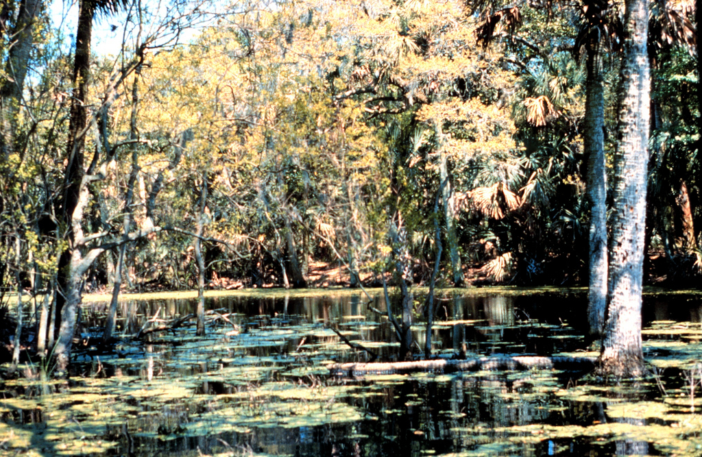 Ace Basin, South Carolina