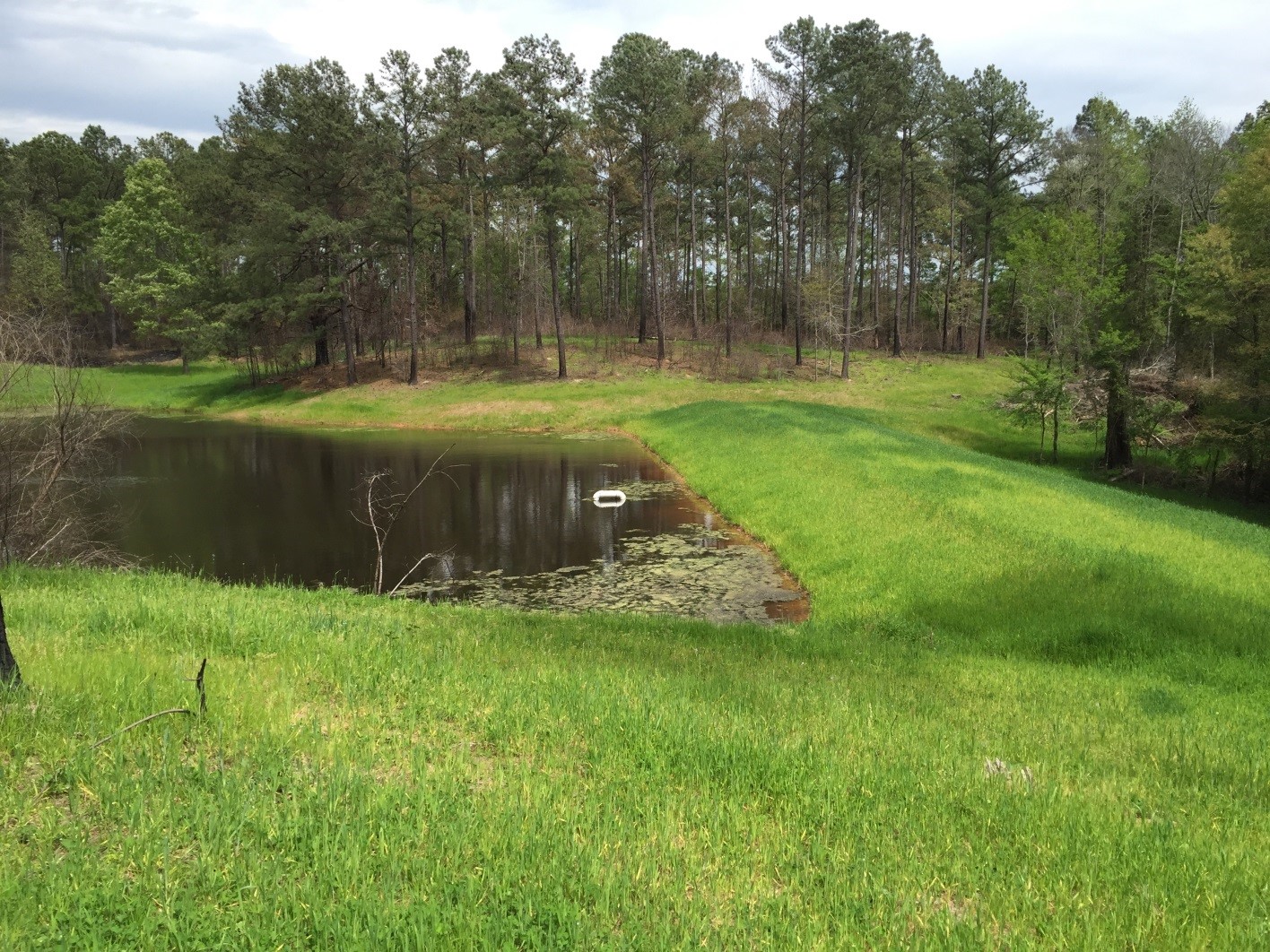 Bayou Pierre and Tributaries in Copiah, Hinds, and Lincoln Counties, Mississippi