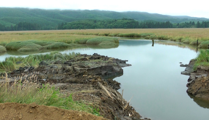 Bear River Estuary, Washington