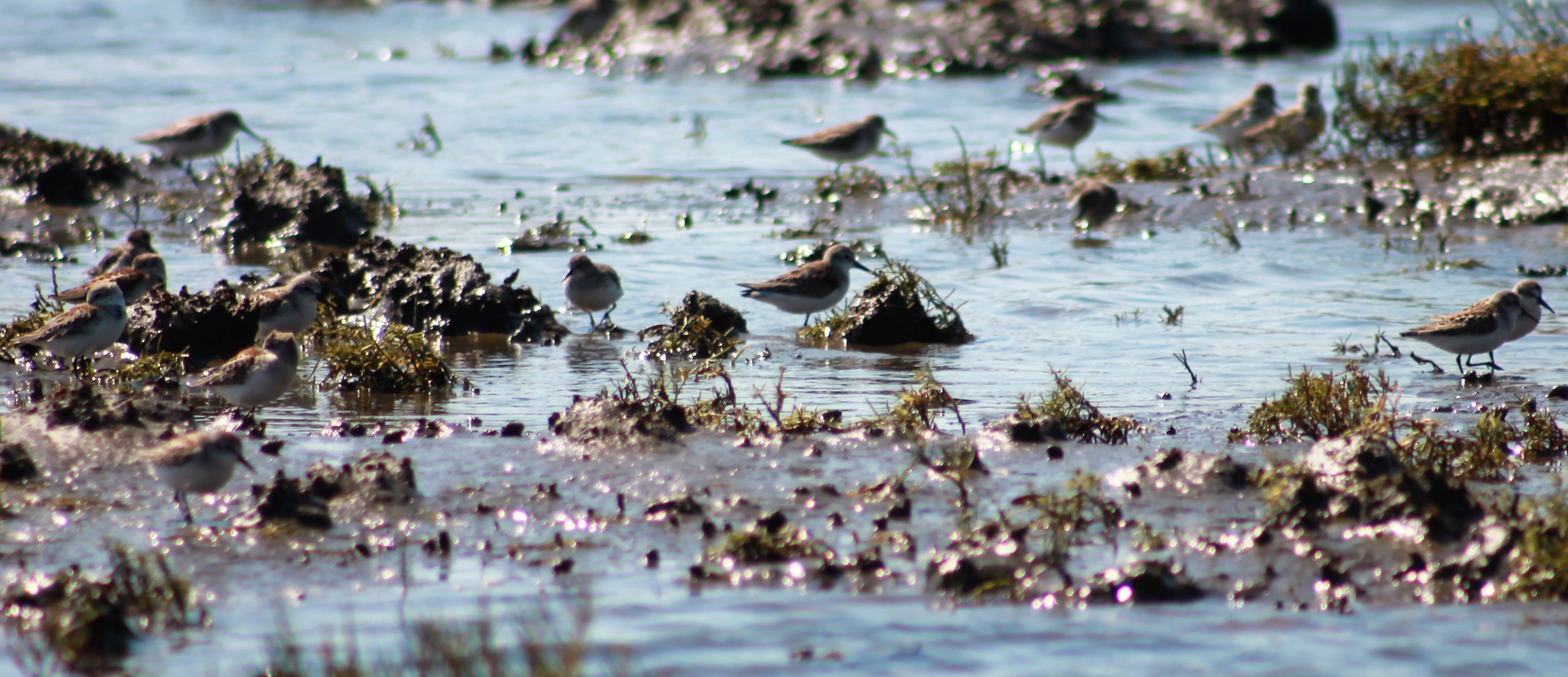 Bear River Estuary, Washington (Retrospective)