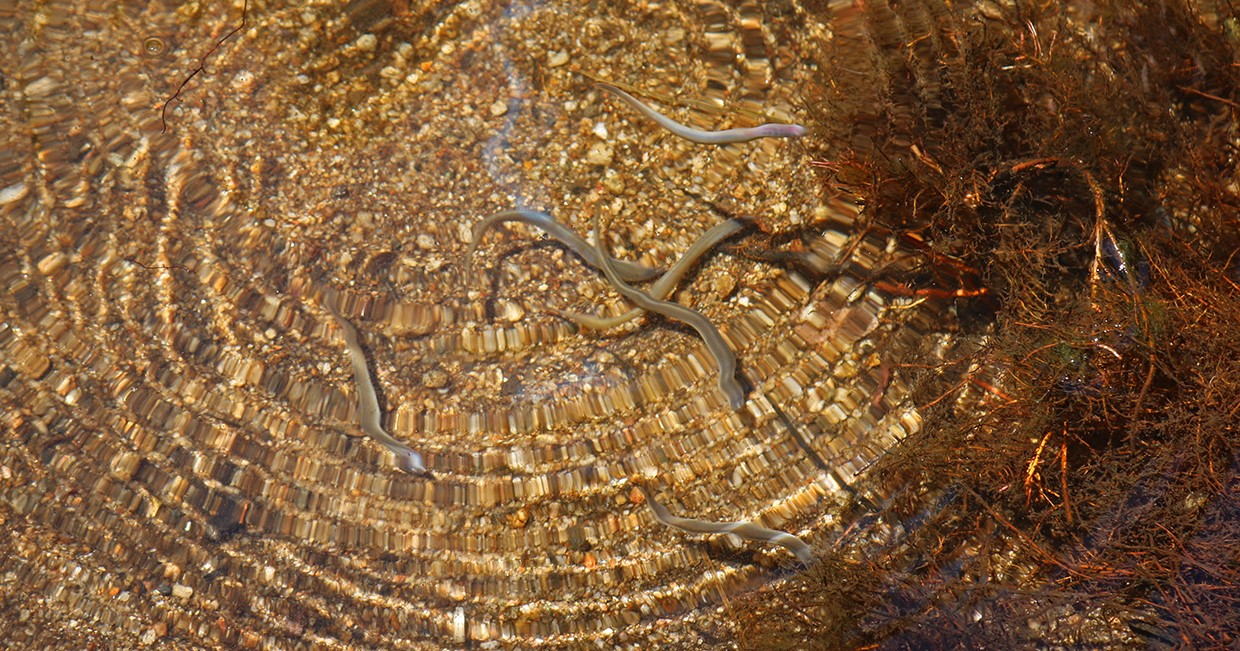 San Luis Obispo Creek, California