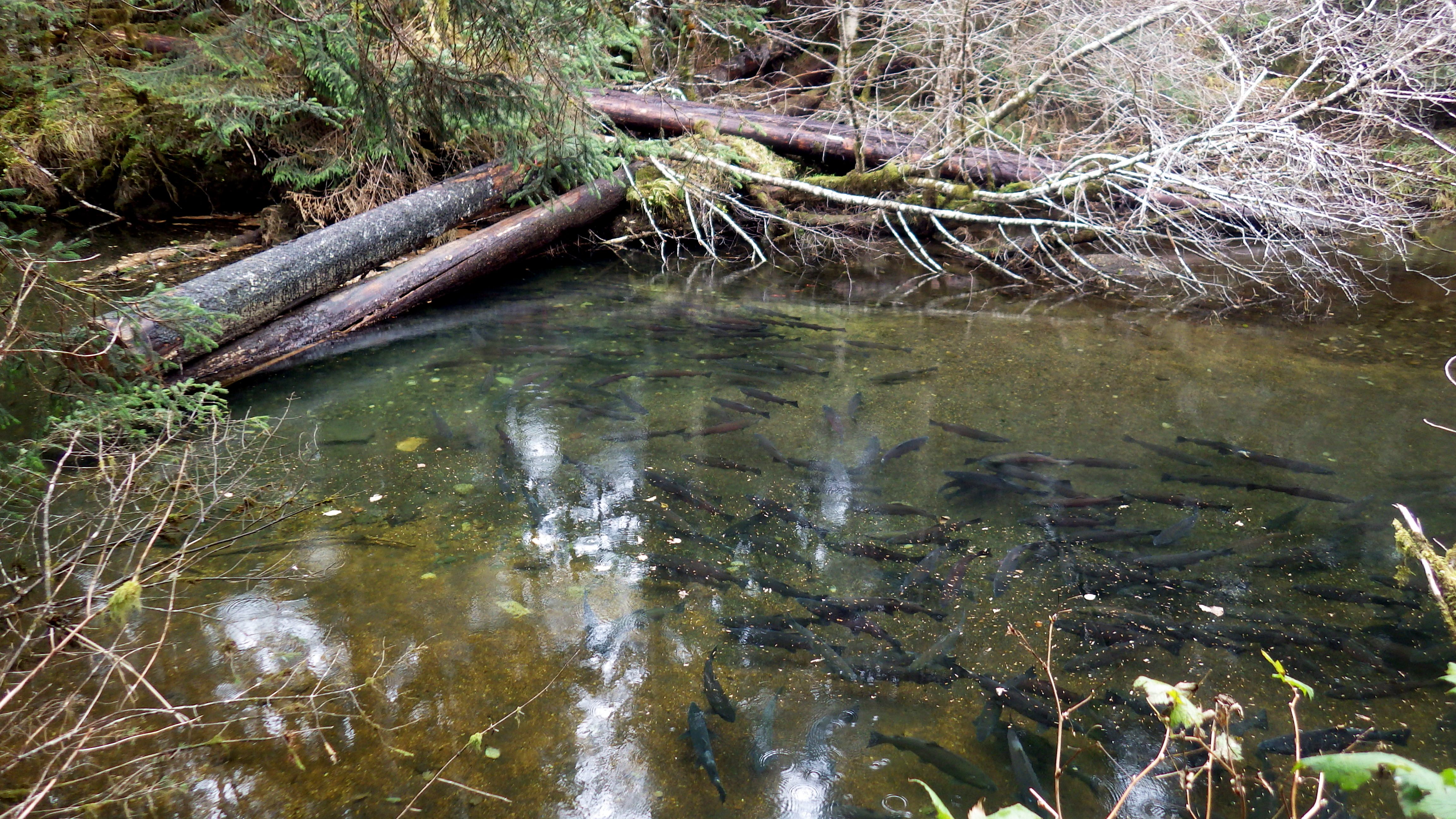 Shelikof Creek, Alaska