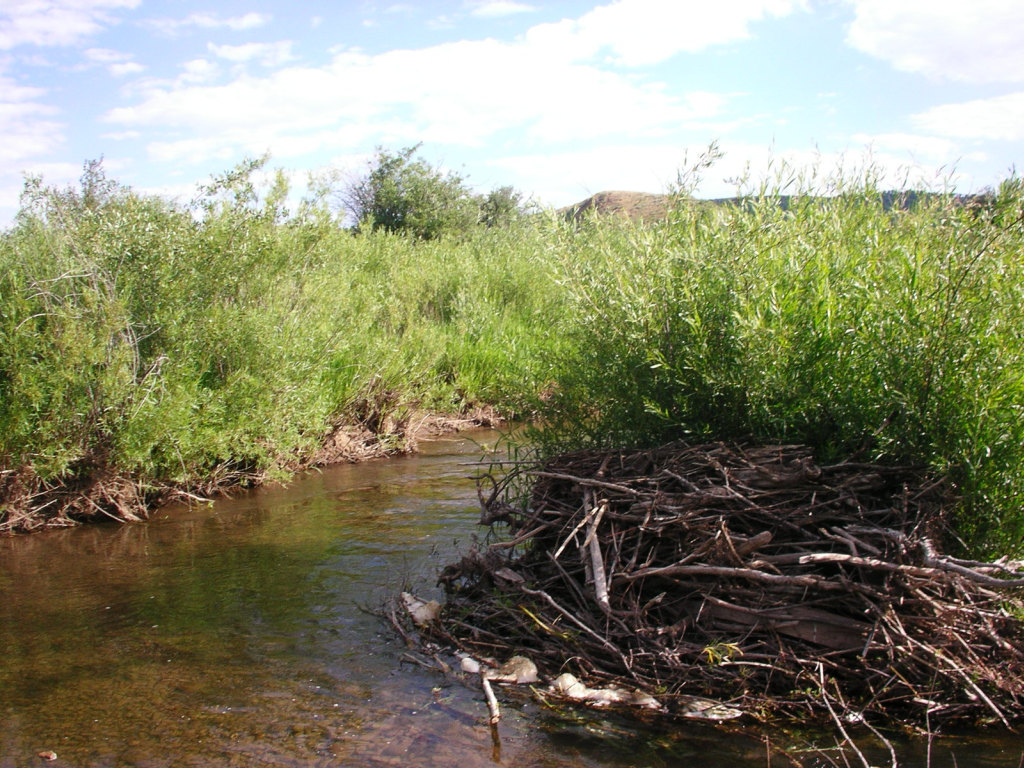 Tincup Creek, Idaho