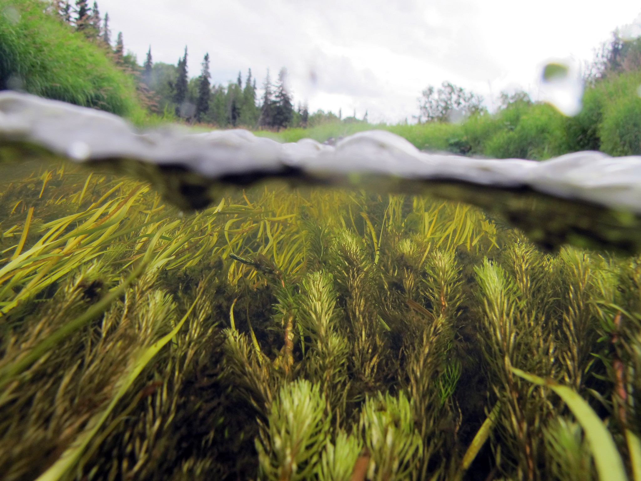 Kasilof and Anchor River Watersheds, Alaska