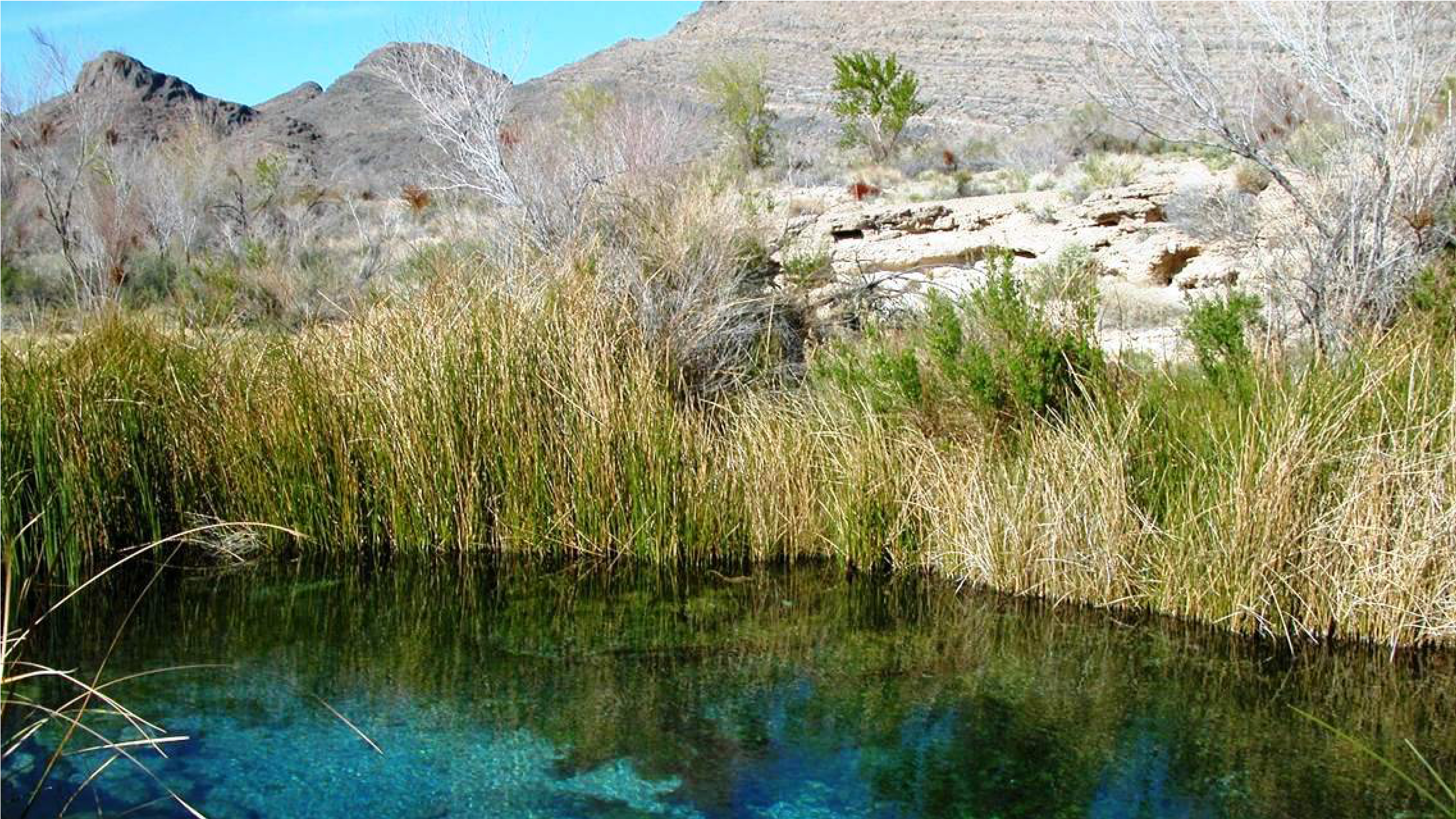 Five Springs complex at Ash Meadows National Wildlife Refuge, Nevada