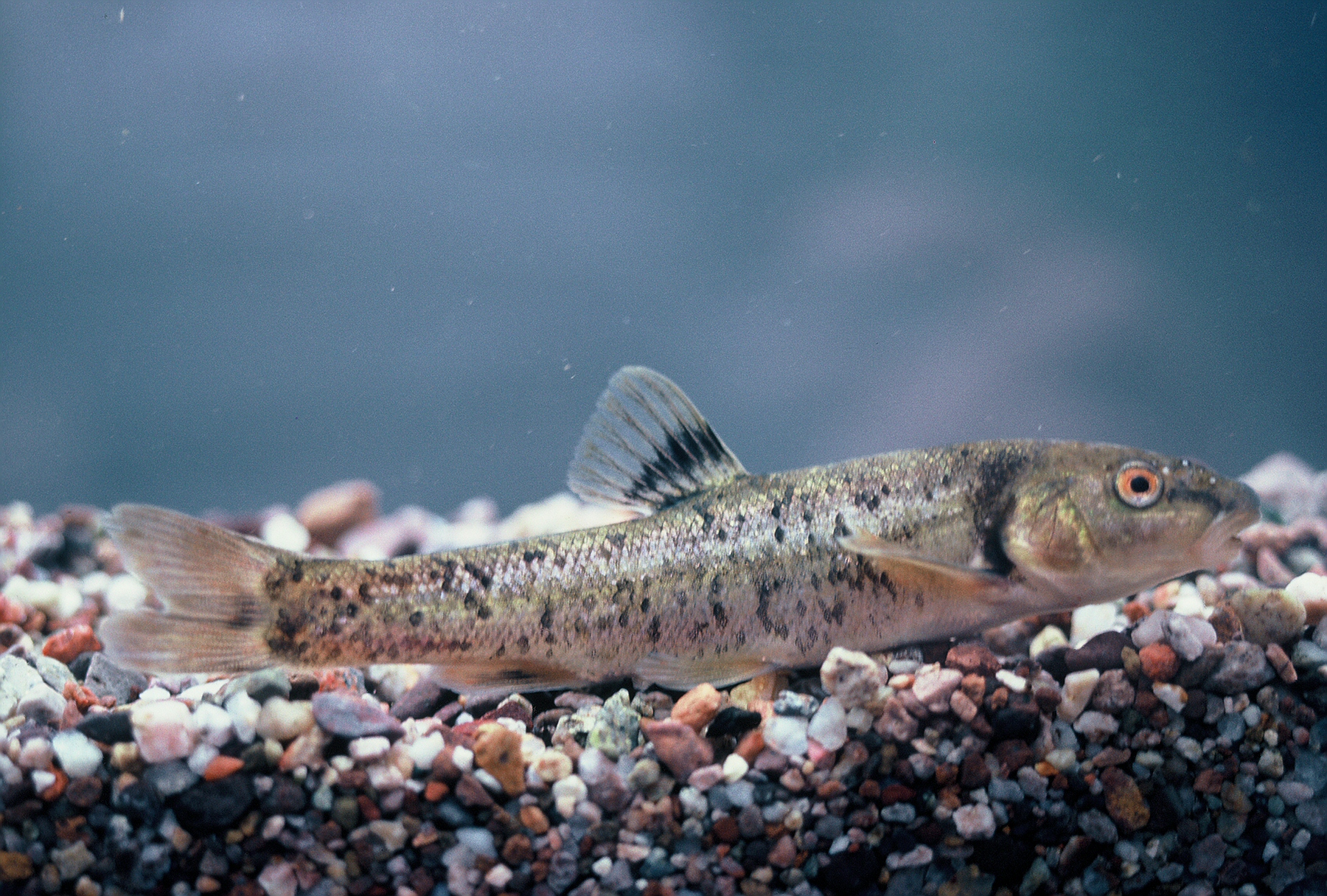 Desert Fish Habitat Partnership