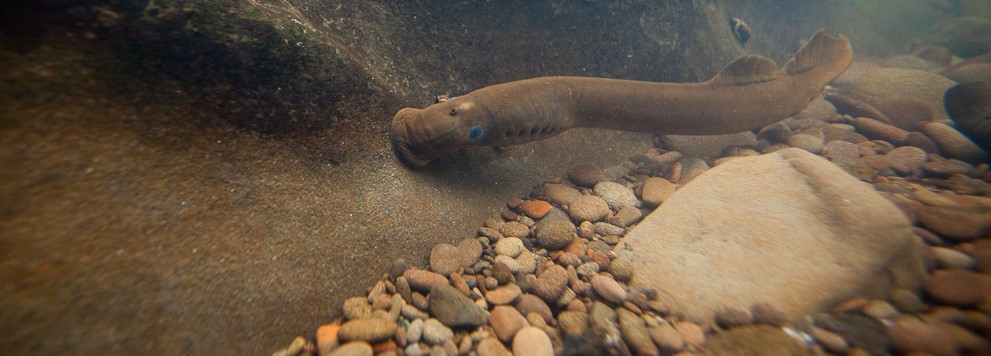 Pacific Lamprey Conservation Initiative