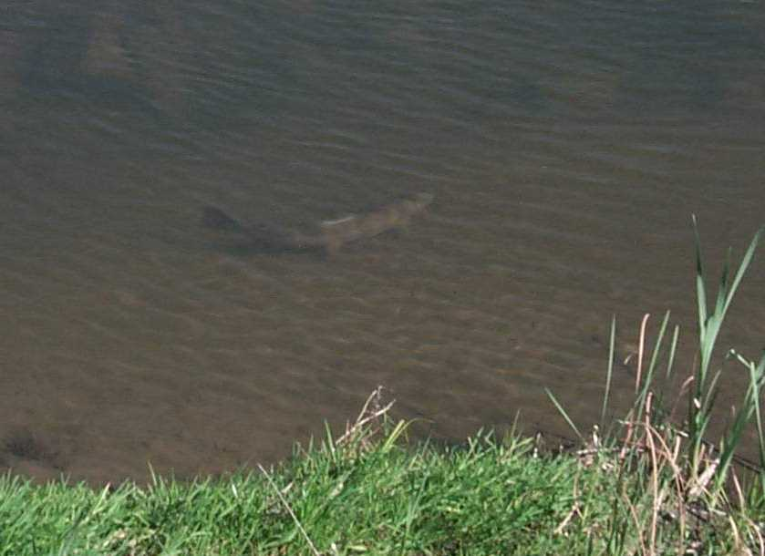 Pinole Creek, California