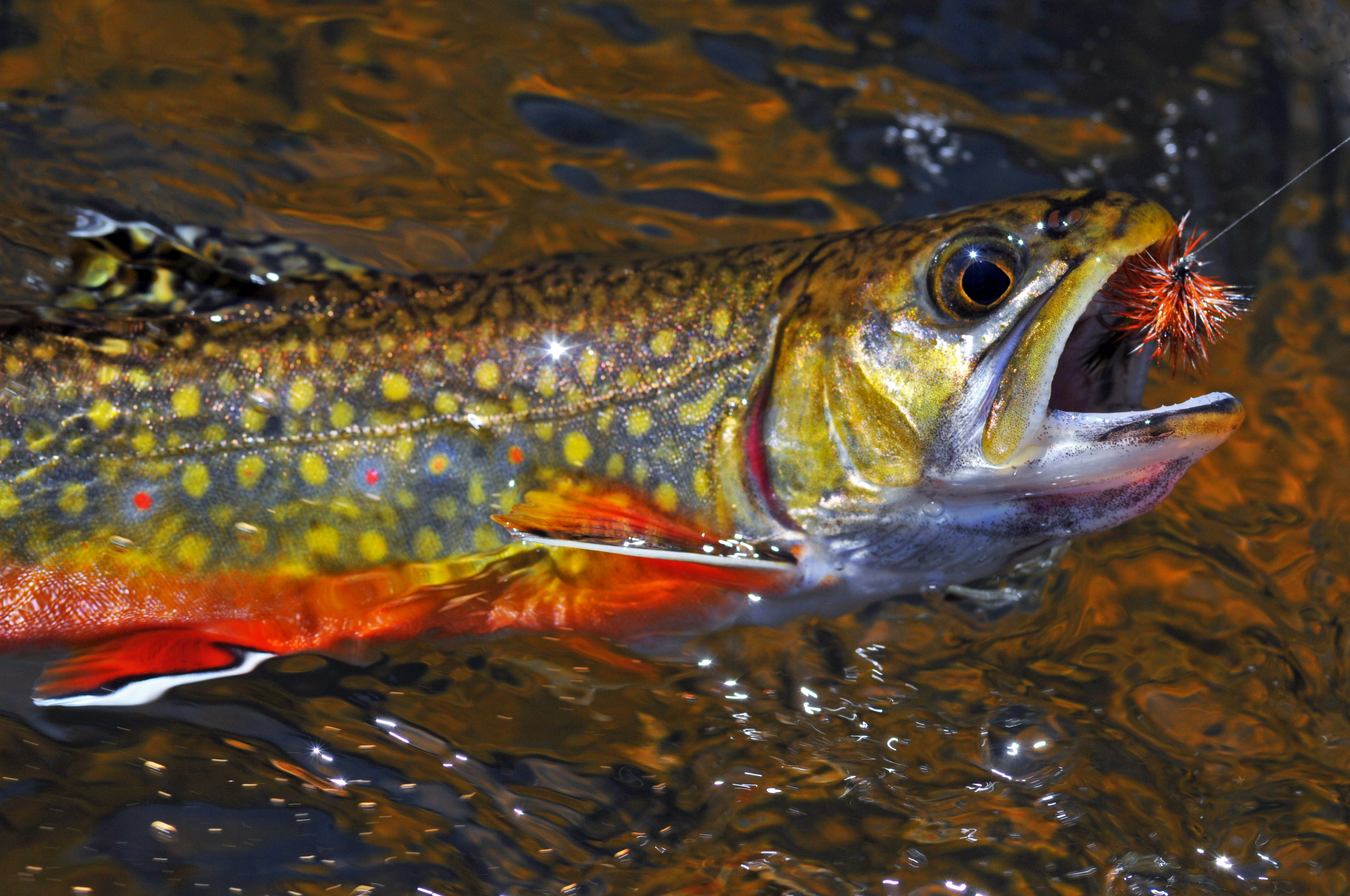 Eastern Brook Trout Joint Venture