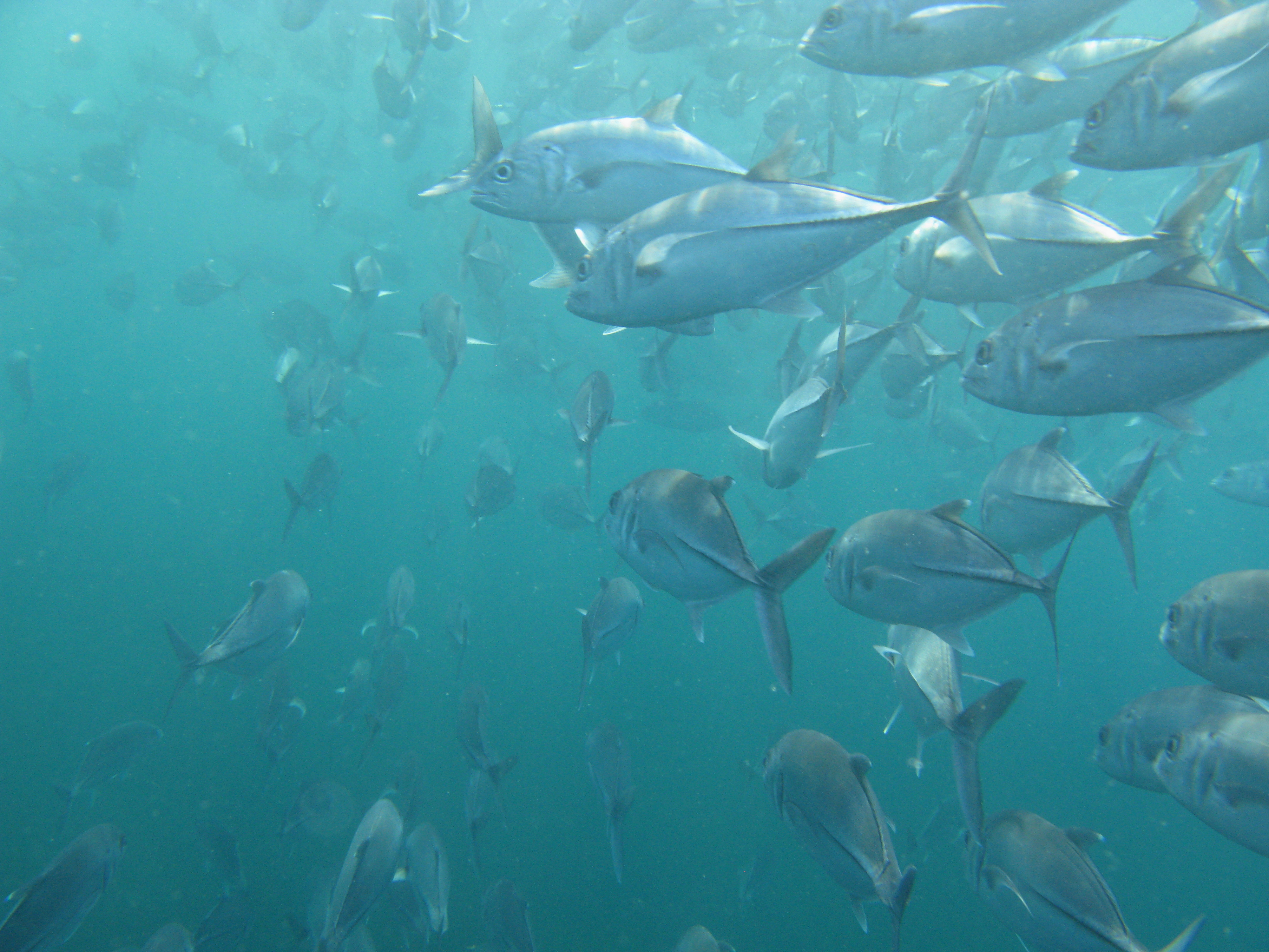 Atlantic Coastal Fish Habitat Partnership