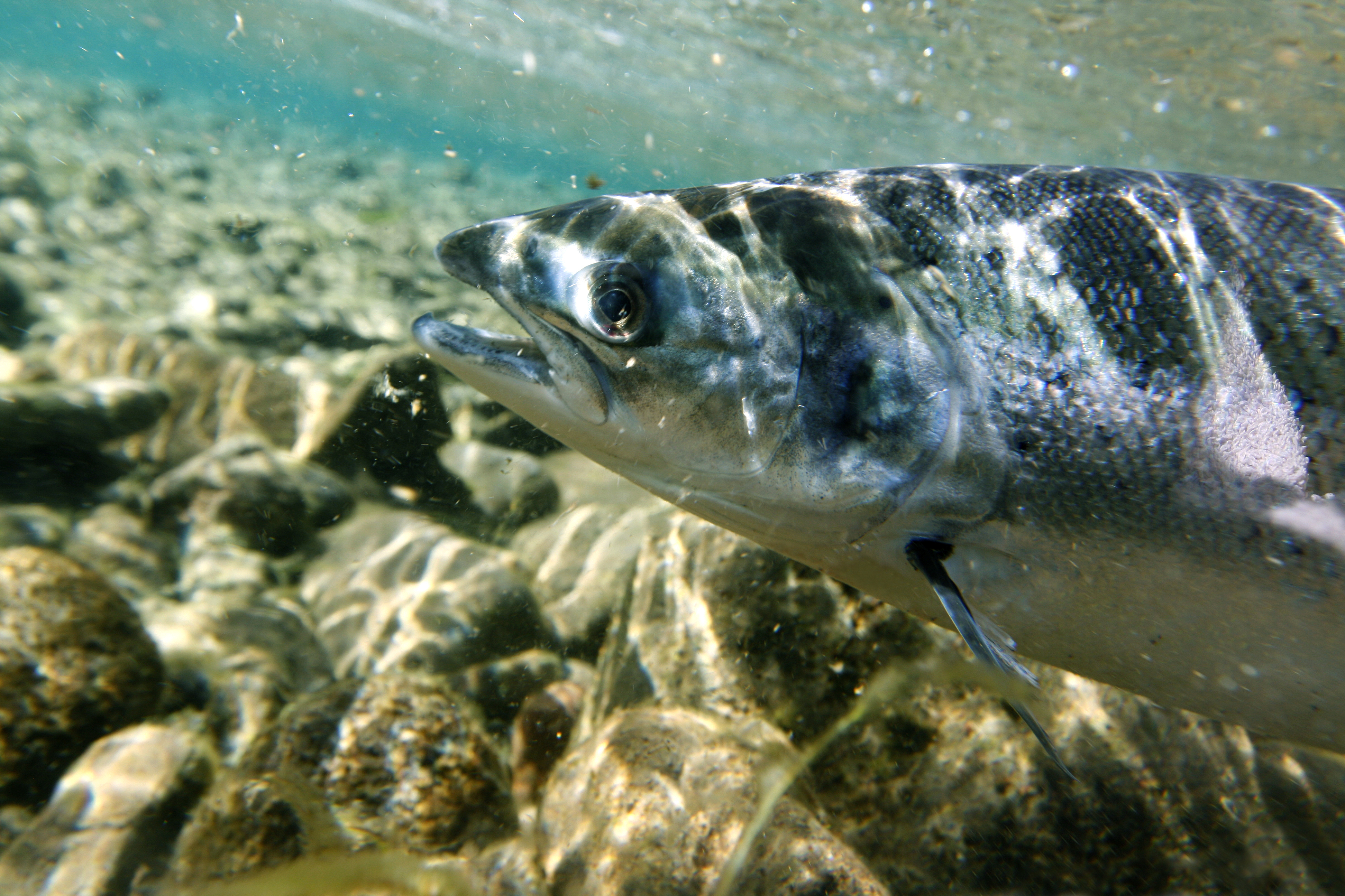 California Fish Passage Forum