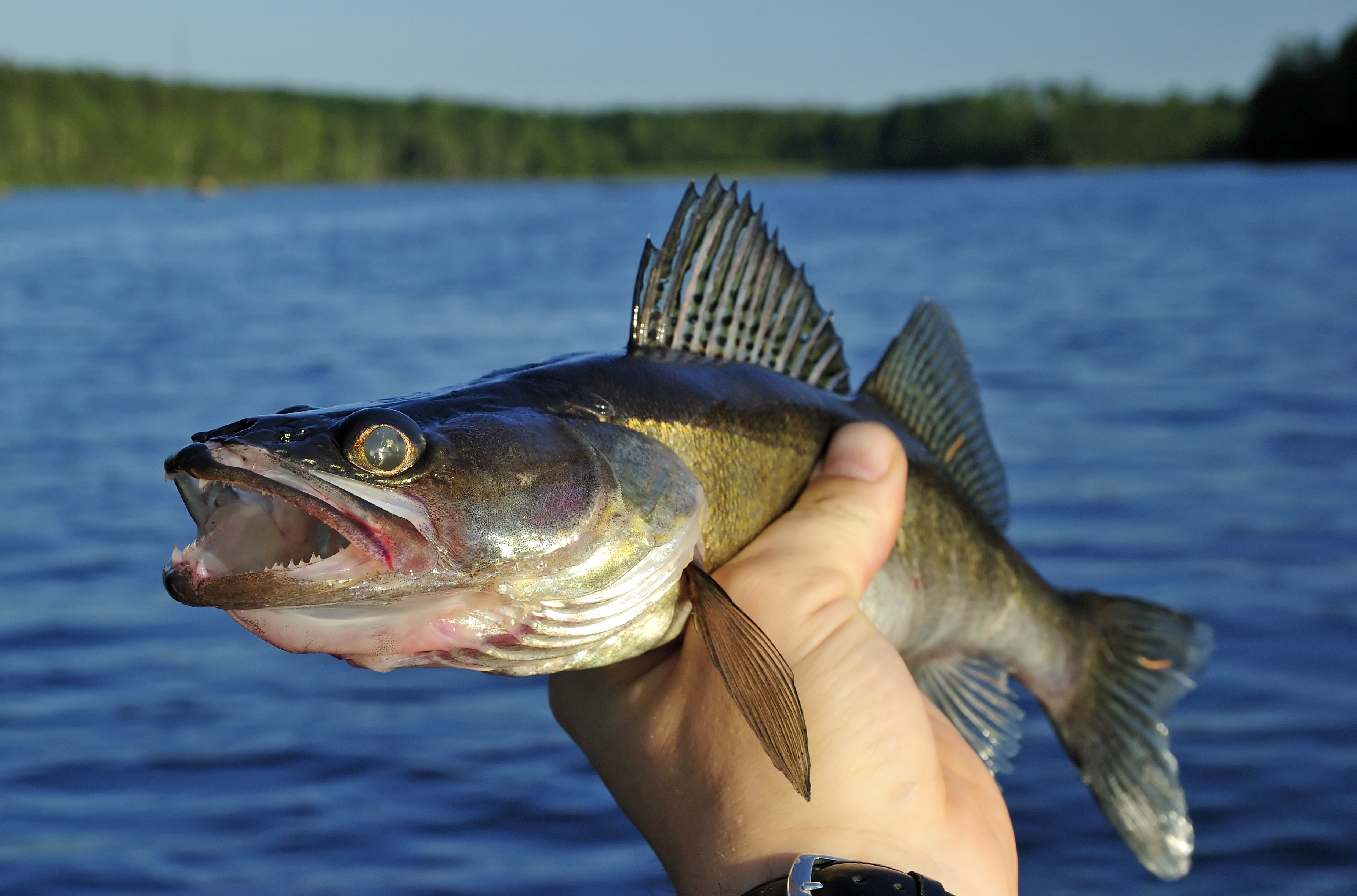 Great Plains Fish Habitat Partnership