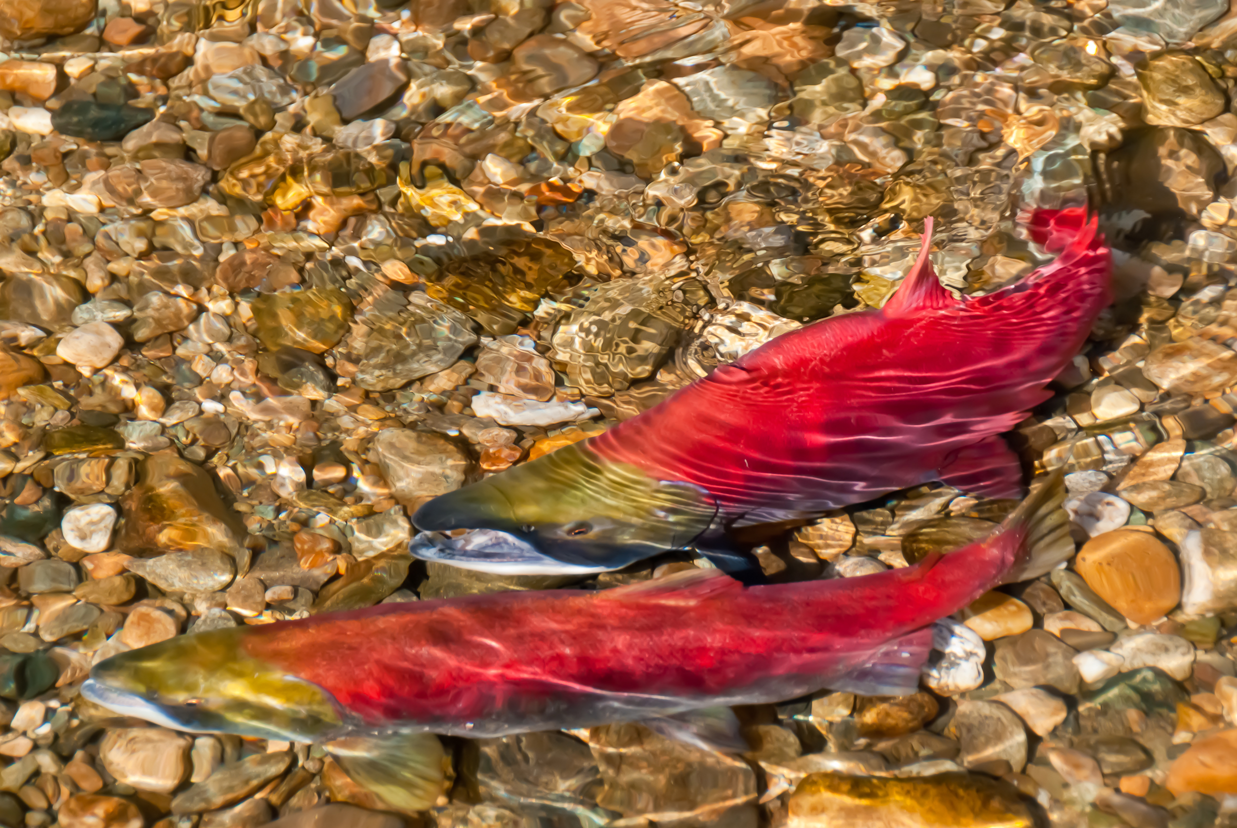 Matanuska Susitna Basin Salmon Habitat Partnership