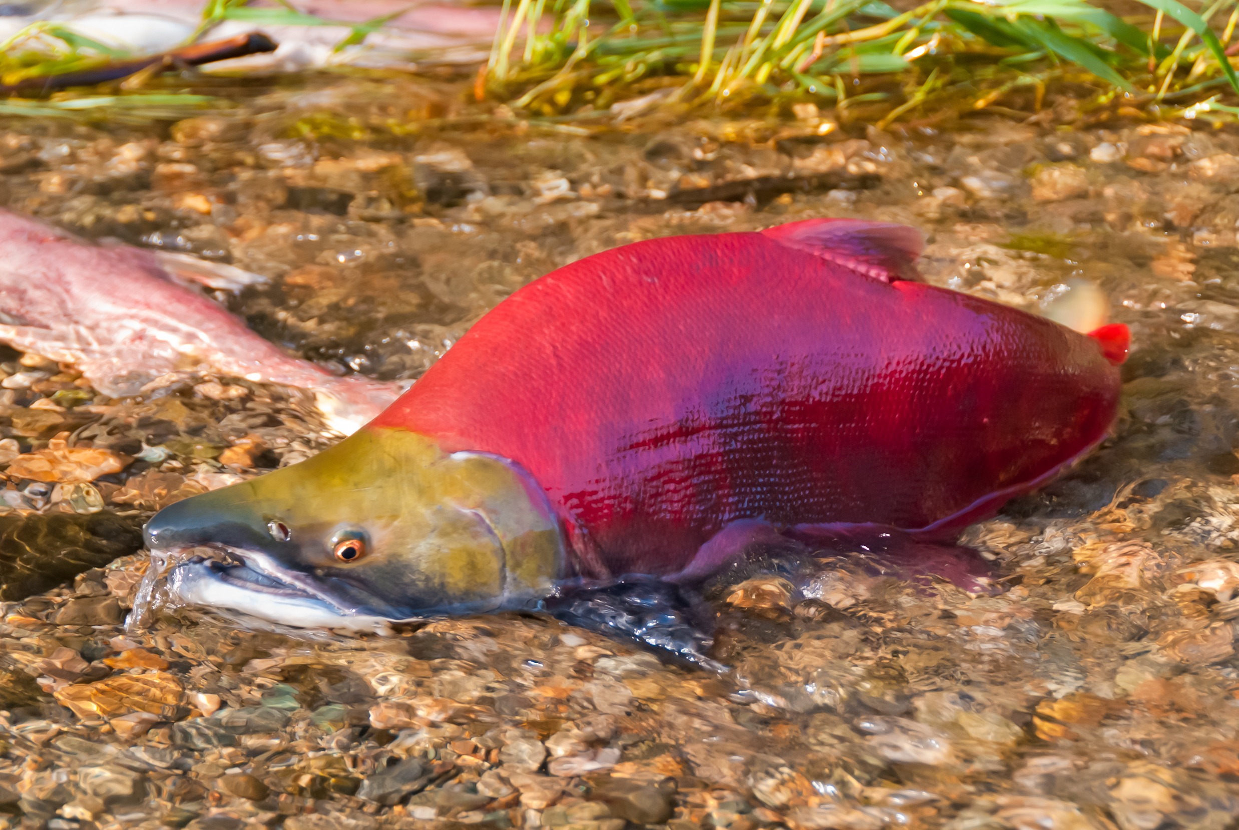 Southwest Alaska Salmon Habitat Partnership