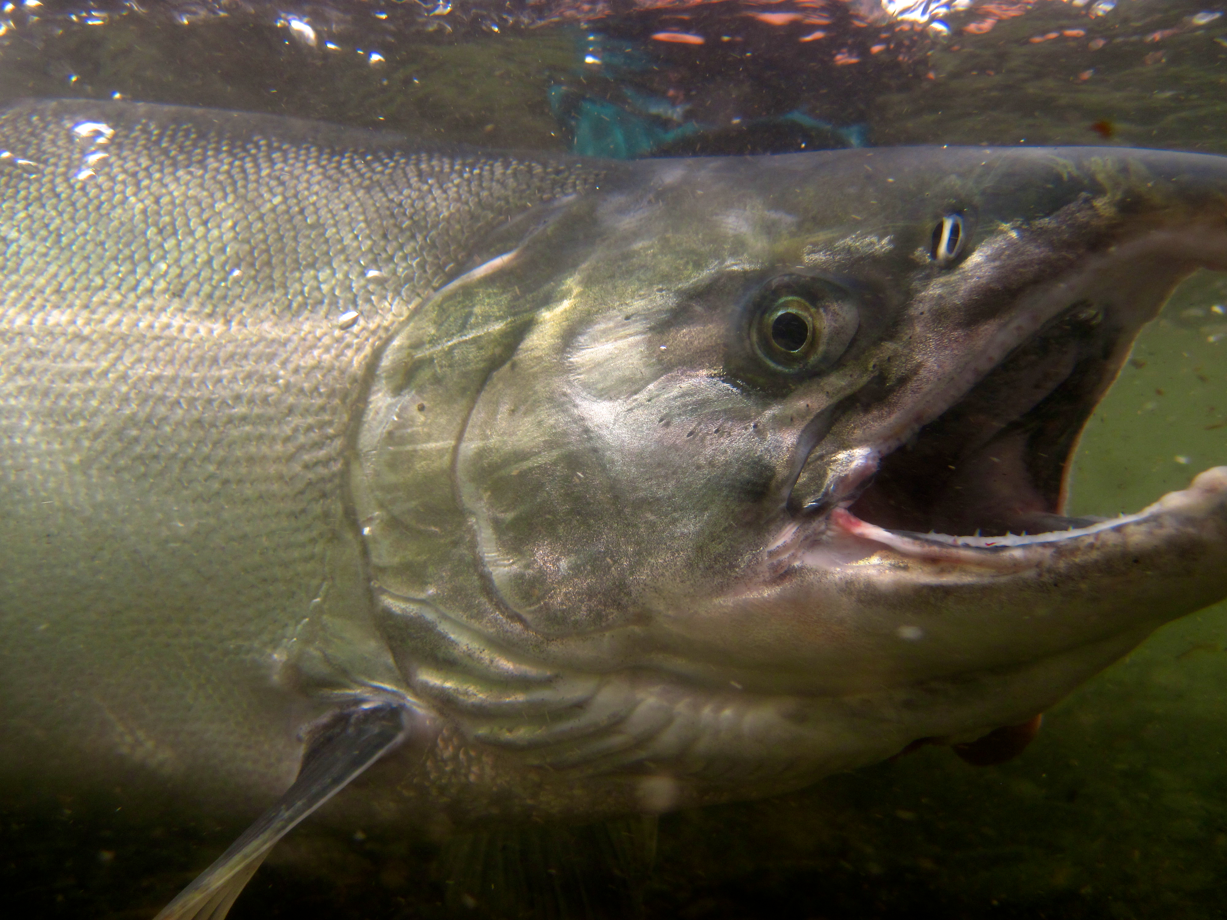 Kenai Peninsula Fish Habitat Partnership