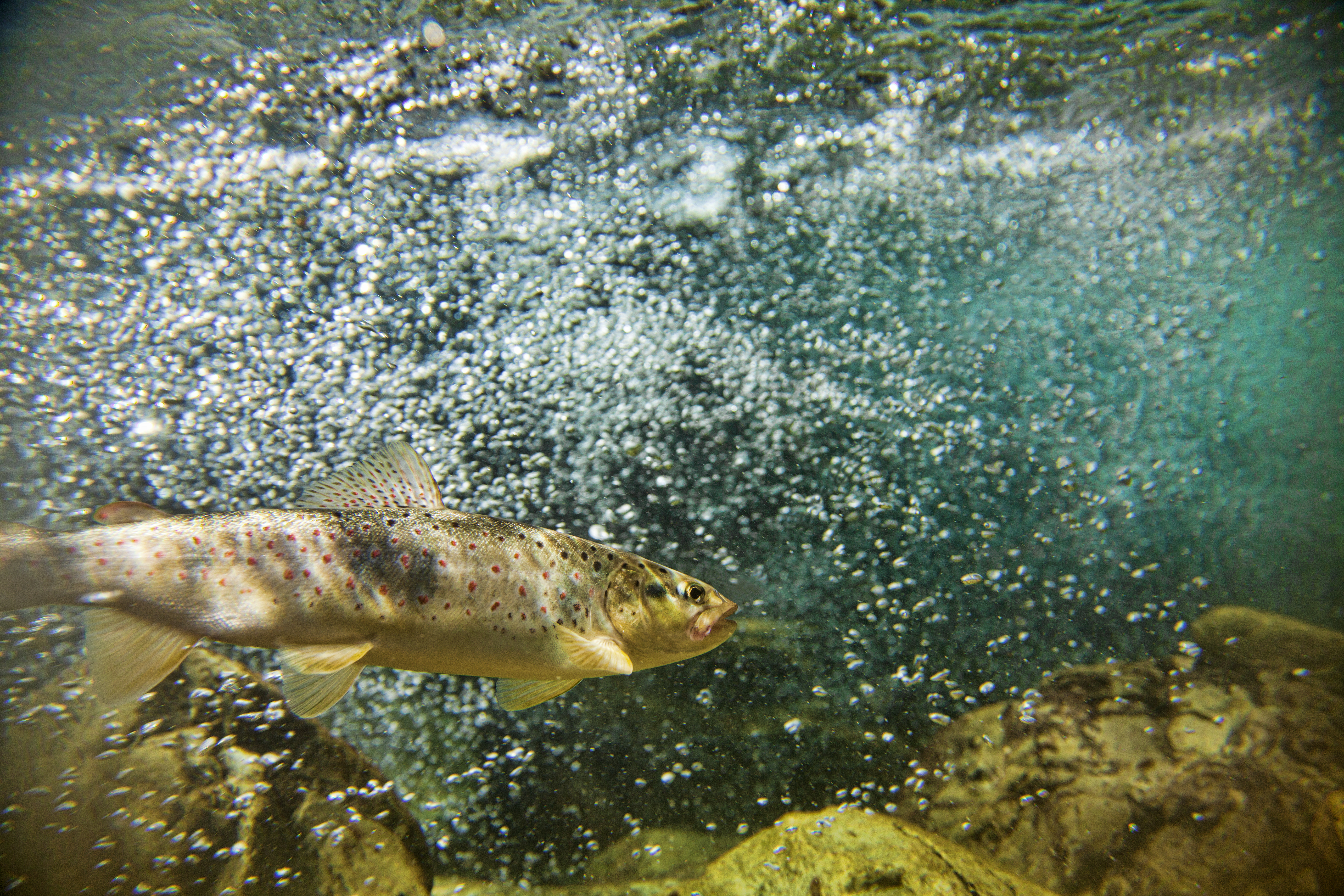 Driftless Area Restoration Effort