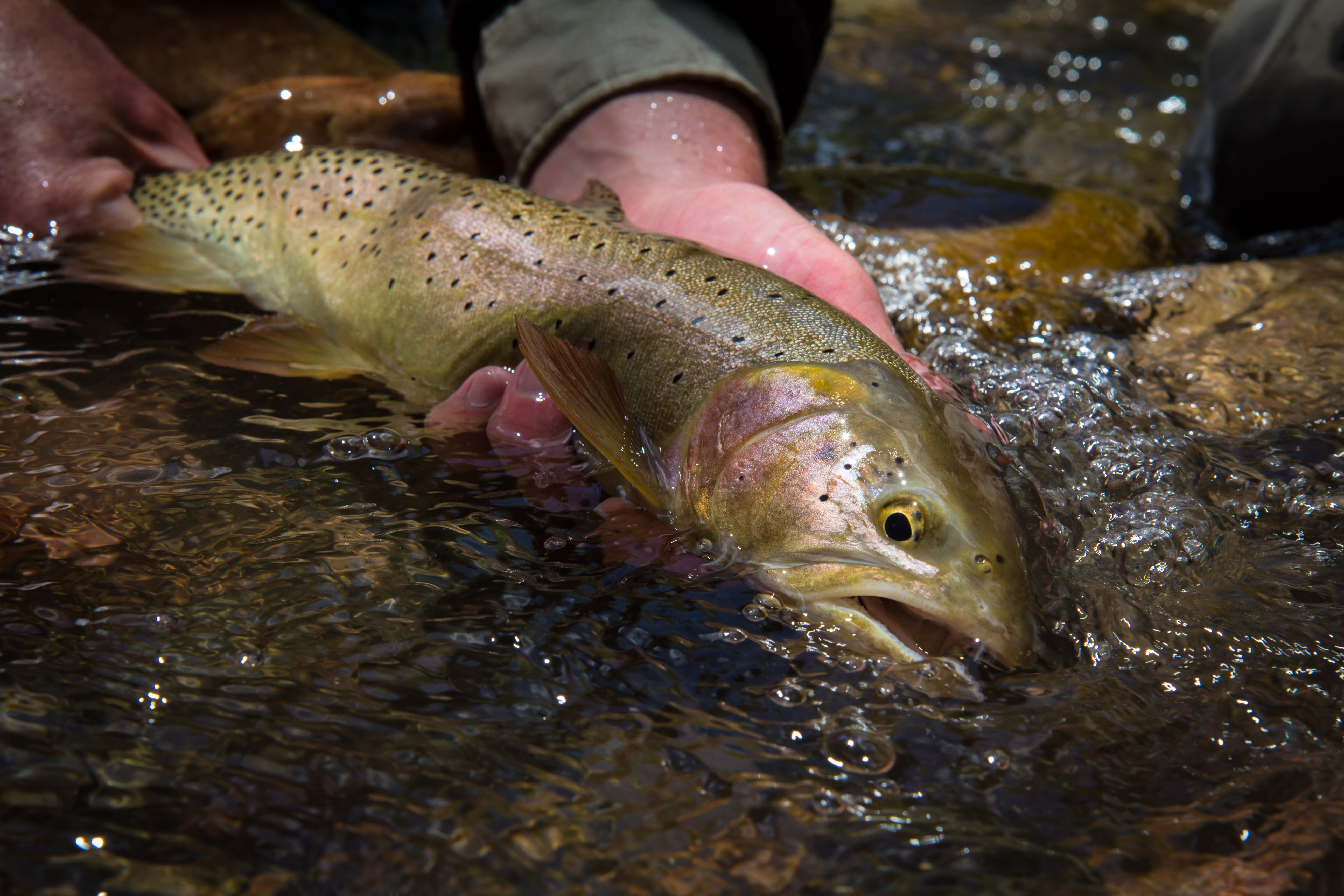 Blueheads and Bonnevilles Restoration Project Inspires Weber River Partnership