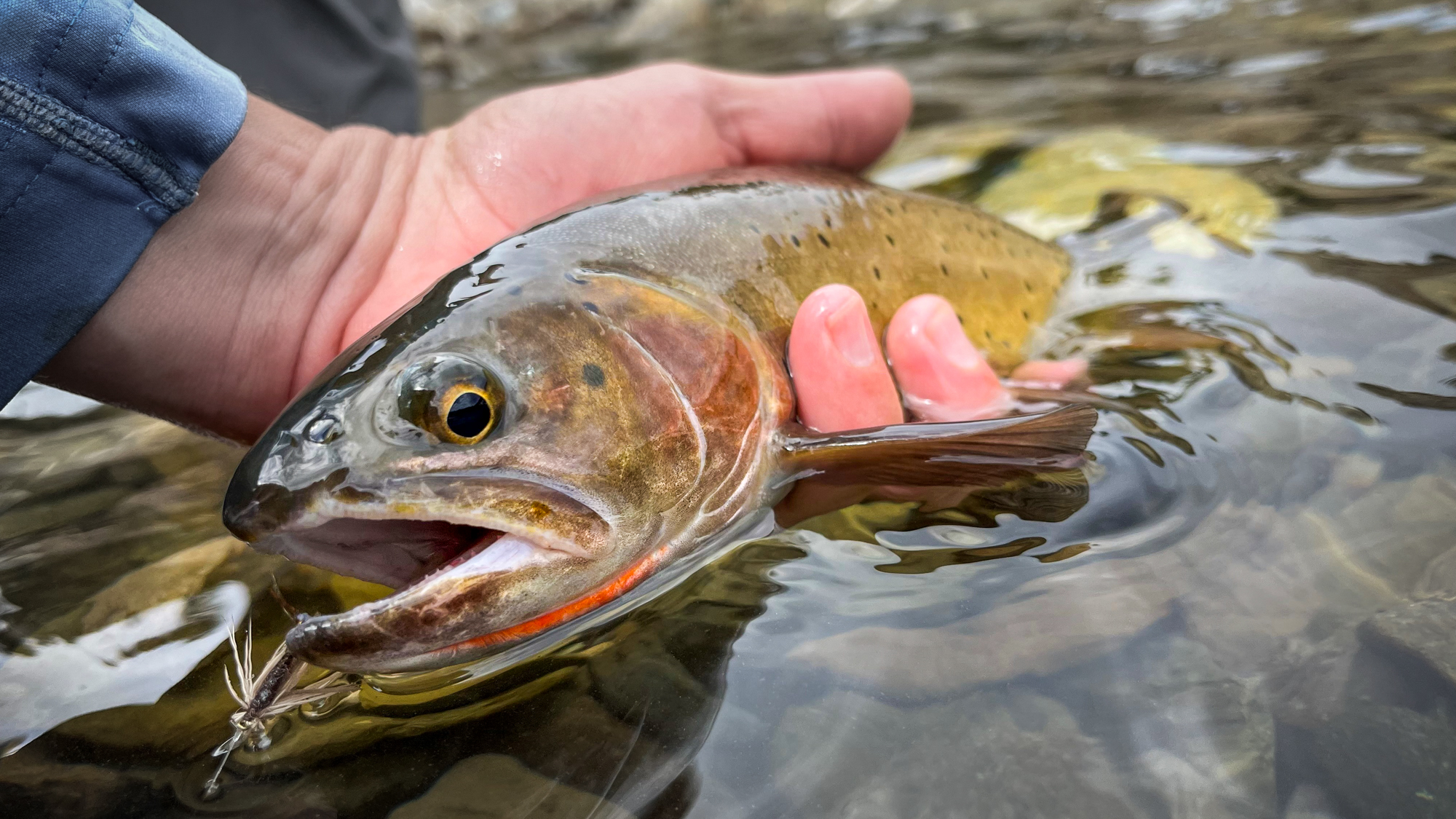 New StoryMap Highlights Efforts to Restore Connectivity and Native Trout Habitat in the Bear River Watershed